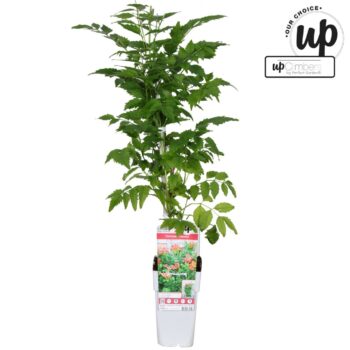 Campsis 'Pink Panther' P15