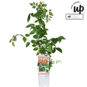 Campsis tagliabuana 'Solo Rosso' P15
