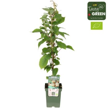 Actinidia deliciosa 'Jenny' Bio P23