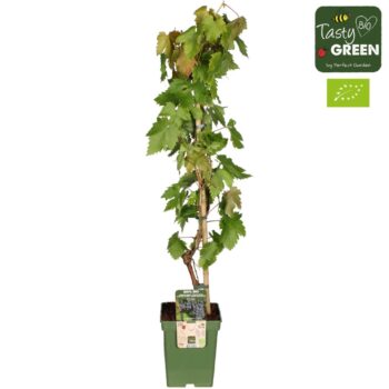 Vitis vinifera 'Venus' (geënt) Bio P23