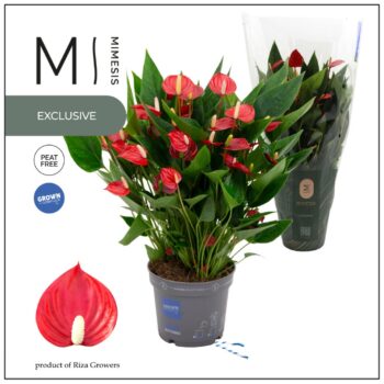 Anthurium Million