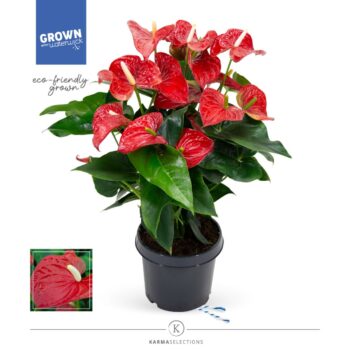 Anthurium Red