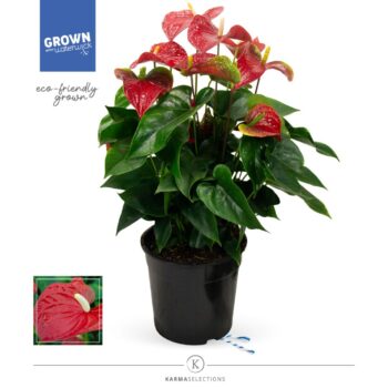 Anthurium Red