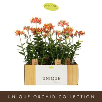 Unique Sakuro Orange