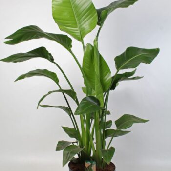 Strelitzia nicolai 24 cm 4 pp