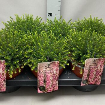 Erica darleyensis 'Darley Dale' C2 Tray