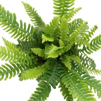 Blechnum Spicant winter hardy