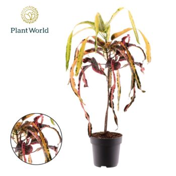 Croton Dreadlock P19