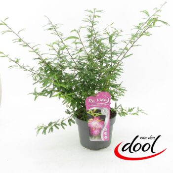 Calliandra Dixie Pink