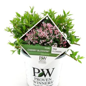 Deutzia Cherry Blossom