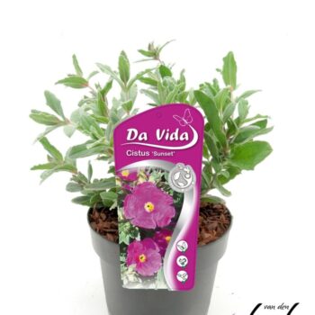 Cistus pulv. Sunset