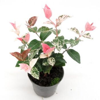 Trachelospermum Tricolor