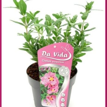 Cistus salvifolius purpureus