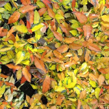 Trachelospermum Summer Sunset