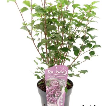 Syringa Flowerfesta Purple