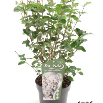 Syringa Flowerfesta White