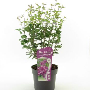 Syringa Bloomerang Dark Purple