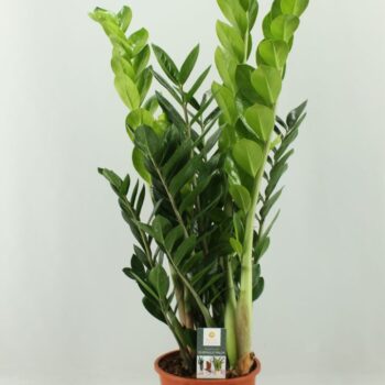 Zamioculcas 21cm