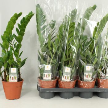 Zamioculcas