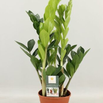 Zamioculcas