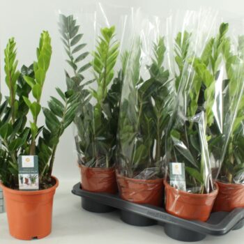 Zamioculcas