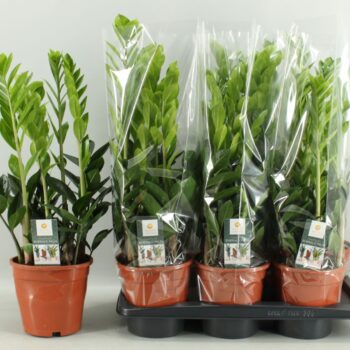 Zamioculcas zamiifolia