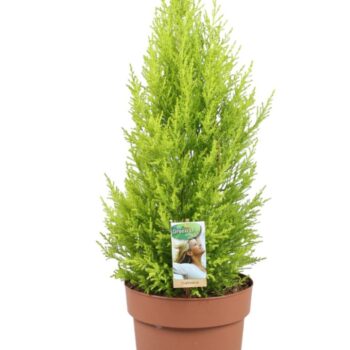 Cupressus Goldcrest Wilma - hoogte 70-80
