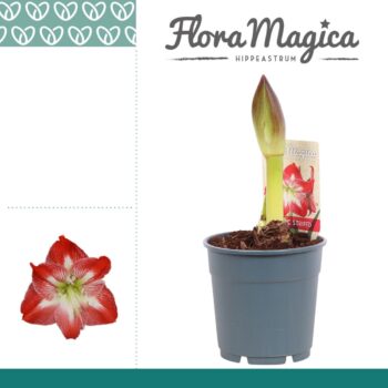 Hippeastrum Exotic Striped 1 Knop