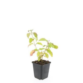 Cornus sang. 'Midwinter Fire'