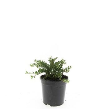 Cotoneaster adpressus