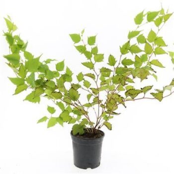 Stephanandra tanakae