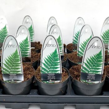 Athyrium filix-femina