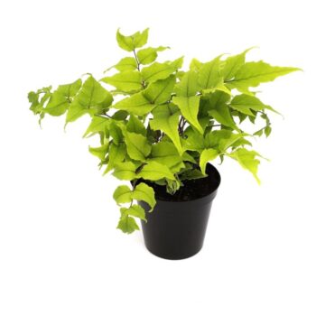 Cyrtomium fortunei var. clivicola