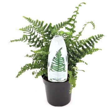 Dryopteris aff. 'Cristata the King