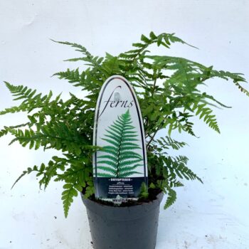 Dryopteris affinis