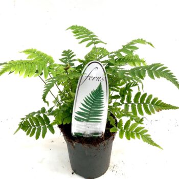 Dryopteris atrata