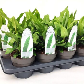 Asplenium scolopendrium