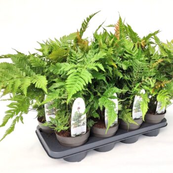 Dryopteris erythrosora