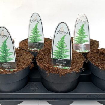 Athyrium filix-femina 'Victoriae'