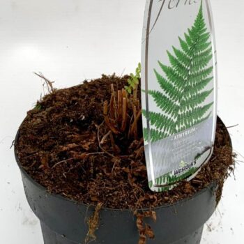 Athyrium filix-femina