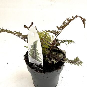 Athyrium nip. 'Metallicum'
