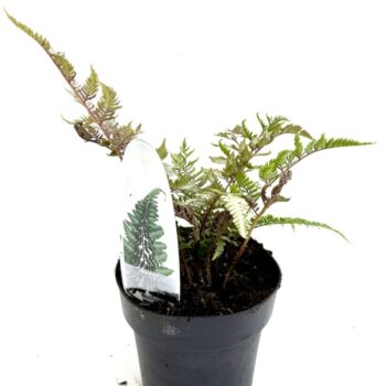 Athyrium nip. 'Red Beauty'