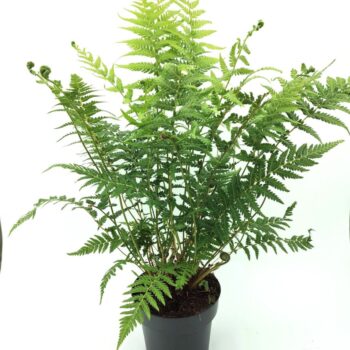 Dicksonia antarctica