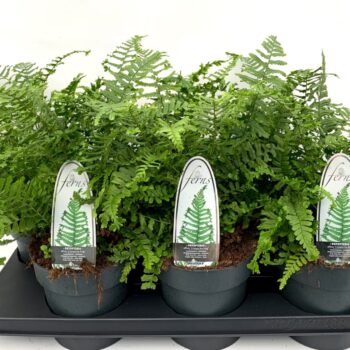 Dryopteris aff. 'Cristata the King'