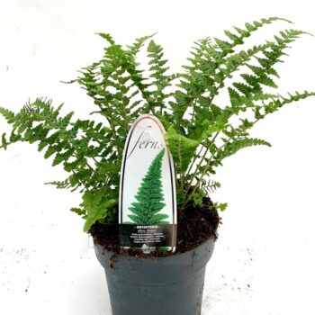 Dryopteris aff. Pinderi