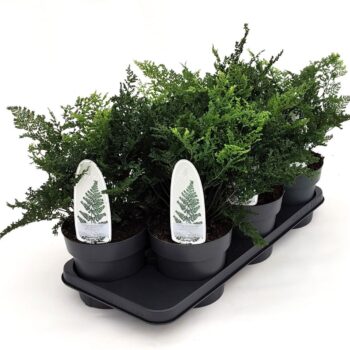 Dryopteris austriaca 'Lepid. cr. Cristata'