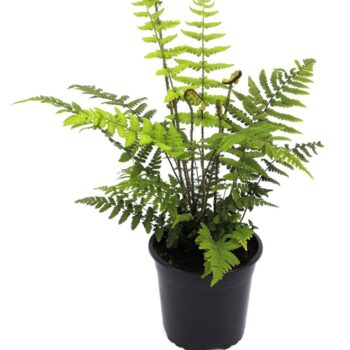 Dryopteris wallichiana