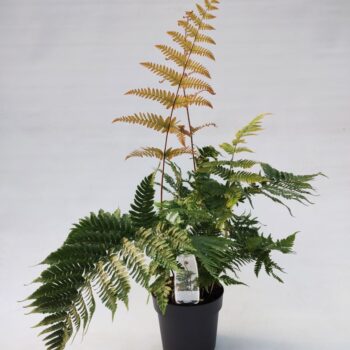 Dryopteris erythrosora