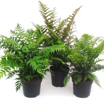Ferns mix exterior