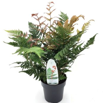 Dryopteris erythrosora 'Brilliance